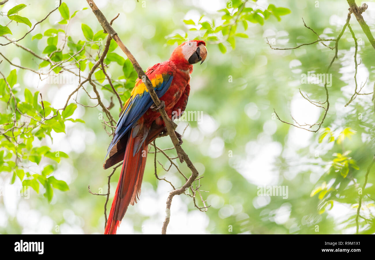 Scarlet macaw (Ara macao), large red, yellow, and blue Central and South American parrot. Stock Photo