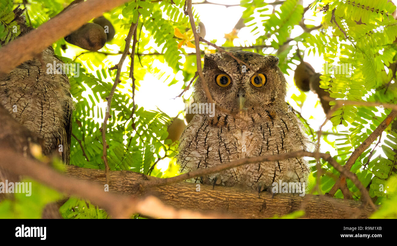Pacific screech owl (Megascops cooperi) perched, resting in a tree during daytime.  Member of Strigidae family.  Strictly a nocturnal hunter. Stock Photo