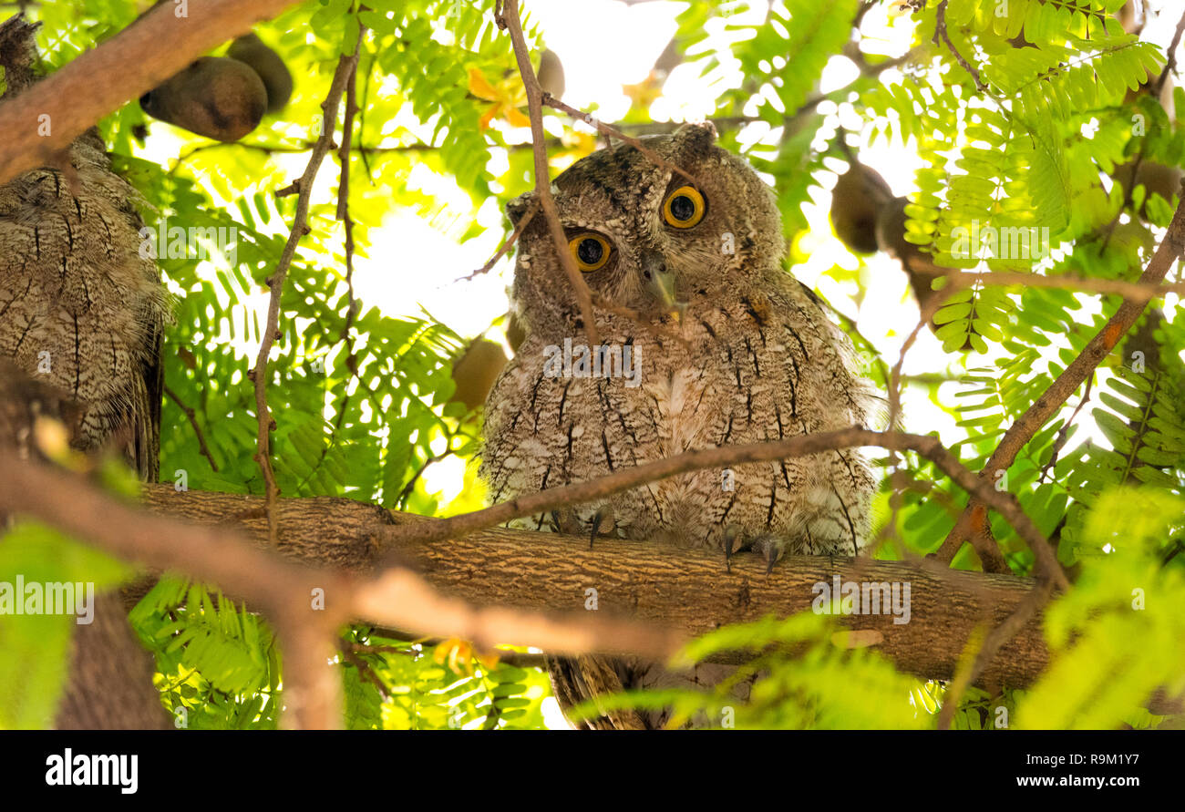 Pacific screech owl (Megascops cooperi) perched, resting in a tree during daytime.  Member of Strigidae family.  Strictly a nocturnal hunter. Stock Photo