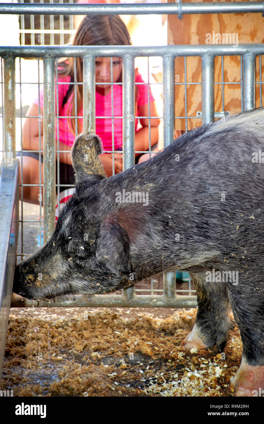 Indifferent to the attention of a young girl, a pig eats in her cage at a county fair model farm in Costa Mesa, CA. Stock Photo