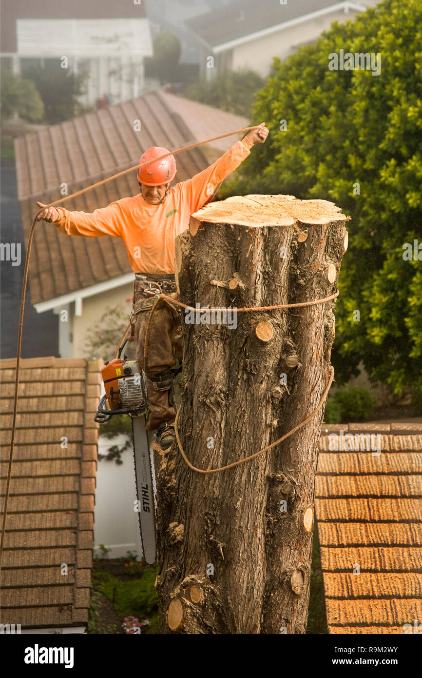A helmeted workman cuts down a tree in Laguna Niguel, CA Stock Photo ...
