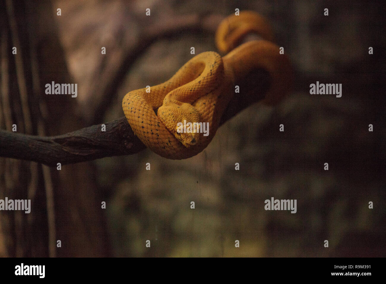Yellow eyelash viper snake Bothriechis schlegelii coils its body around a branch. Stock Photo