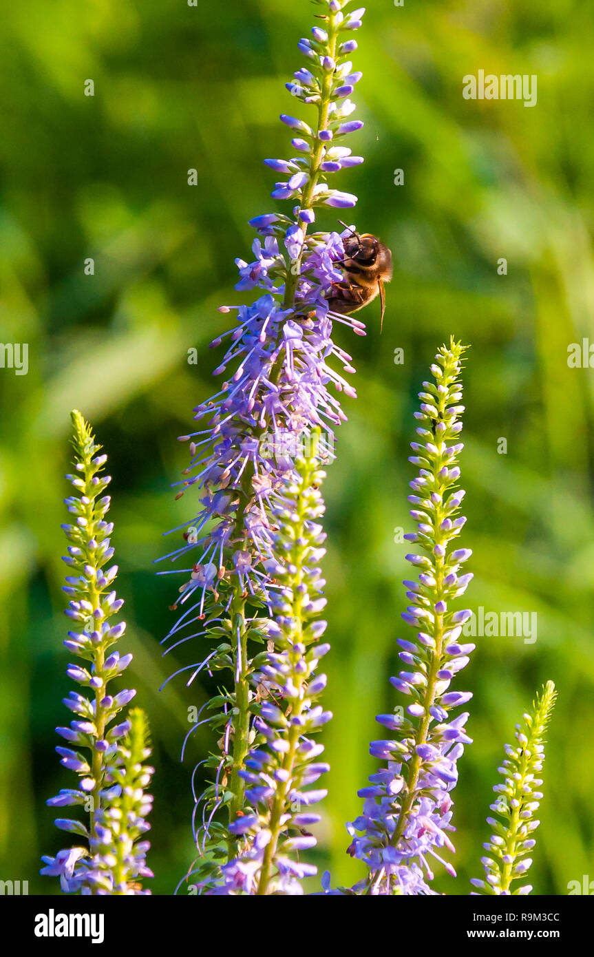Insect collects nectar hi-res stock photography and images - Alamy