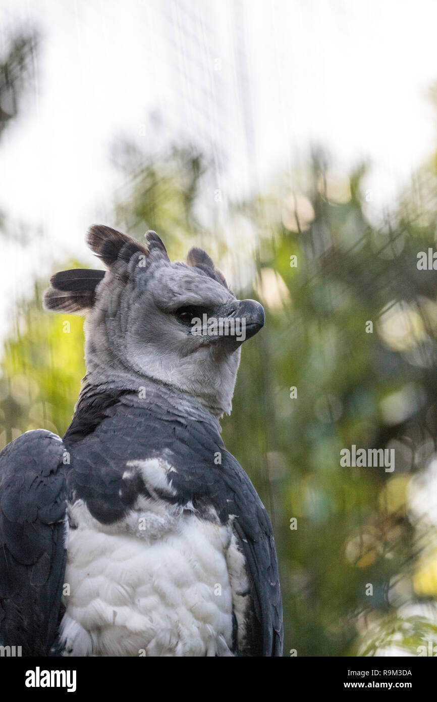 New guinea harpy eagle hi-res stock photography and images - Alamy