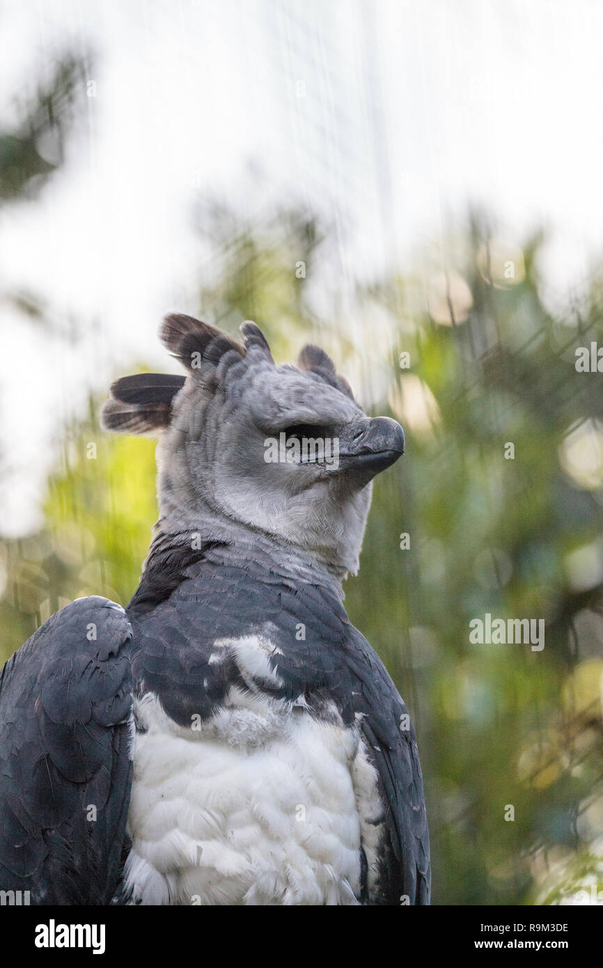 Harpy eagle Harpia harpyja raptor perched on a branch. This large bird of  prey is on the threatened species list Stock Photo - Alamy