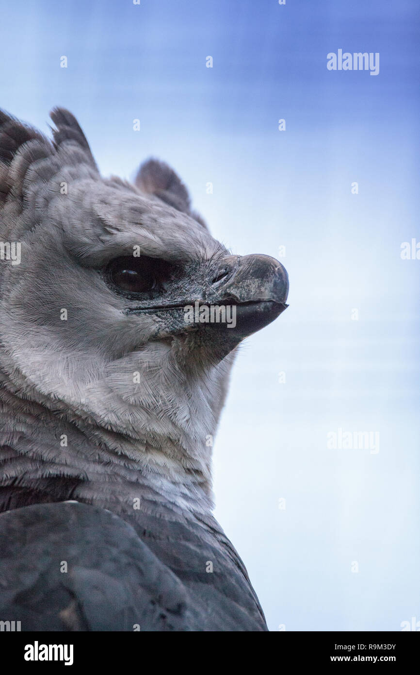 New guinea harpy eagle hi-res stock photography and images - Alamy