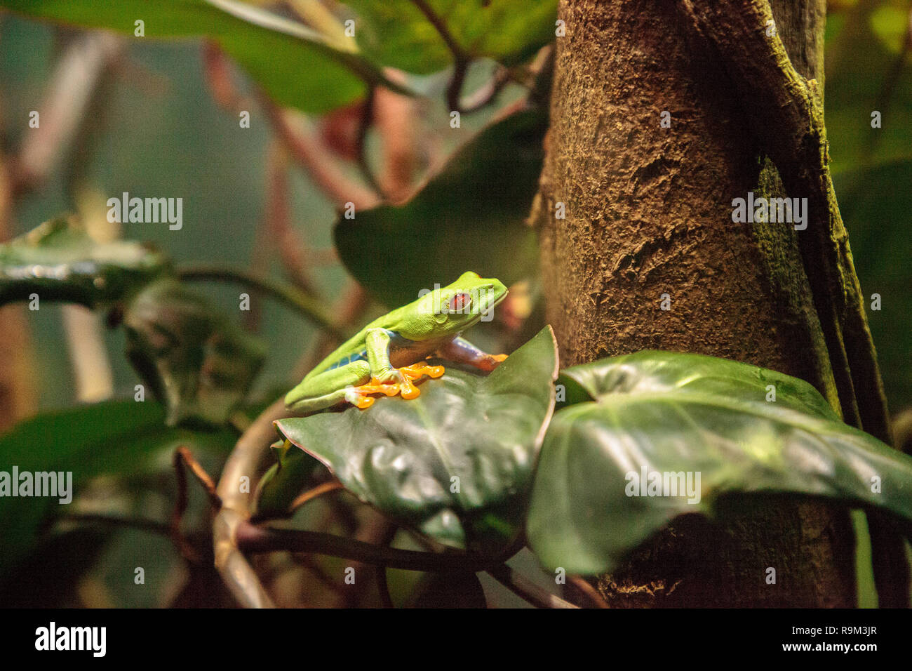 Red-eyed tree frog Agalychnis callidryas rest on a leaf in a tropical  terrarium Stock Photo - Alamy
