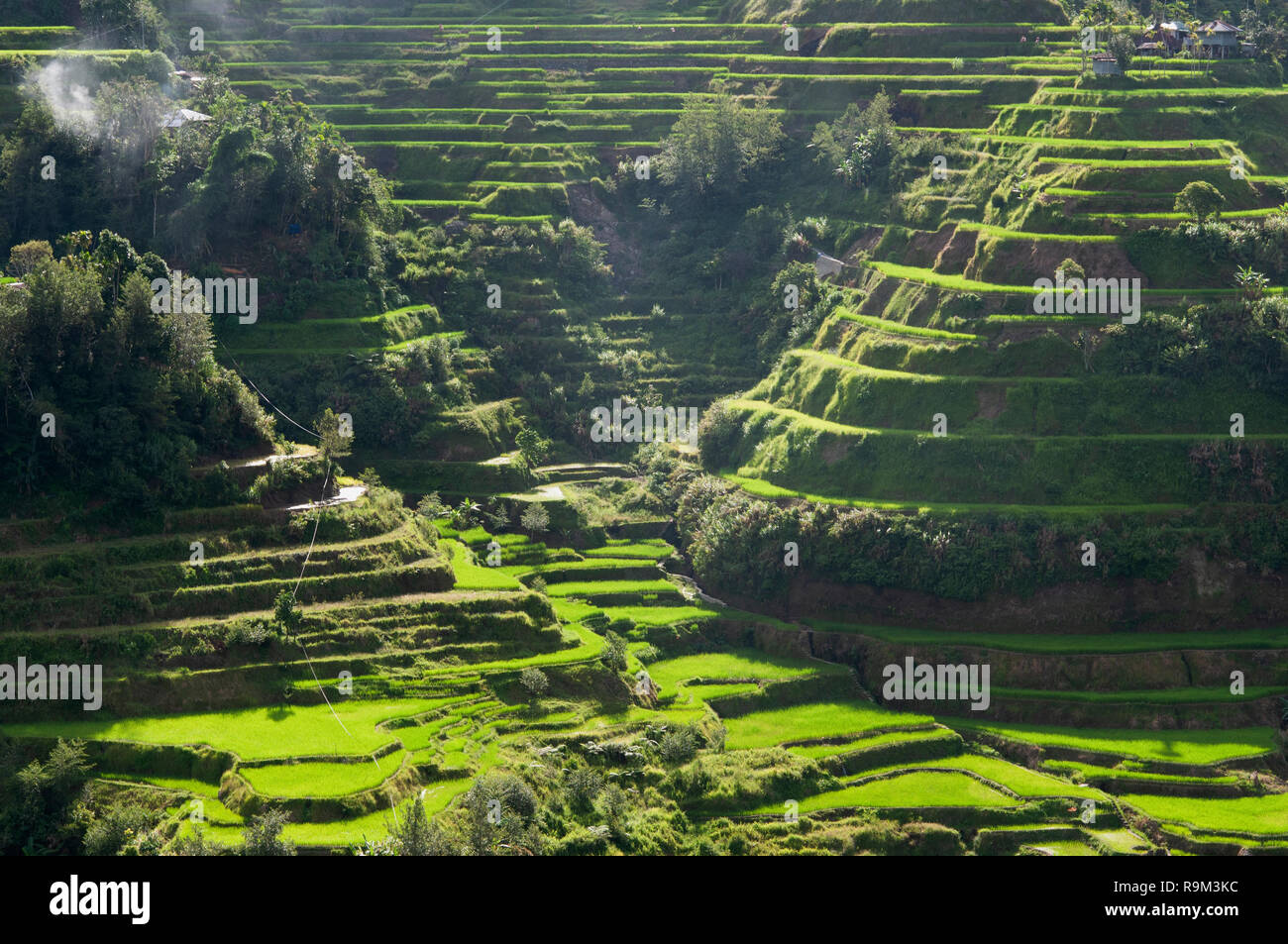 Banaue Rice Terraces, Ifugao Province, Cordillera Region, Luzon, Philippines, Asia, South Asia, UNESCO World Heritage Stock Photo
