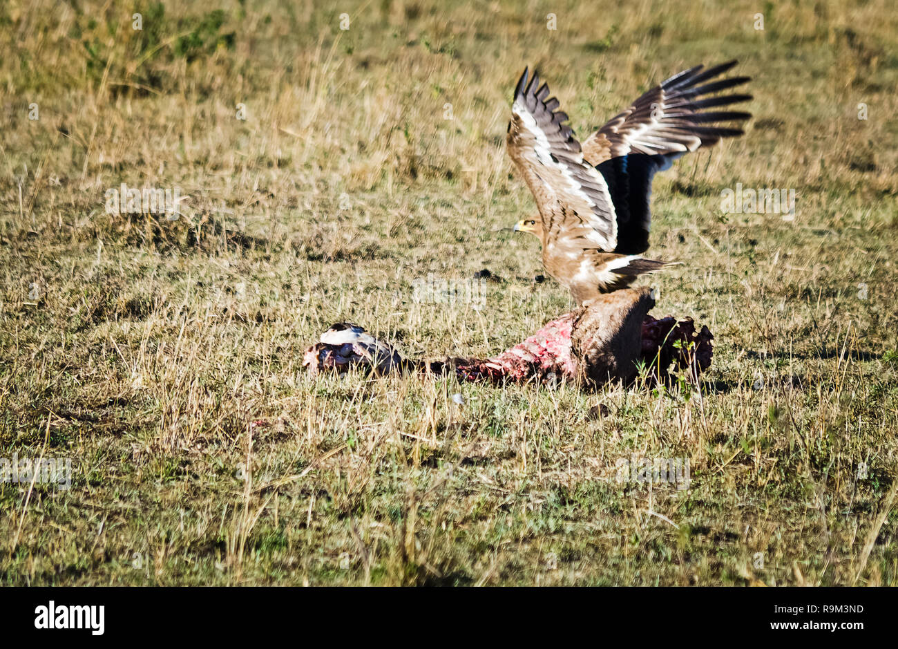 African eagle, bird of kenya. Bird of prey from the family of Eagles