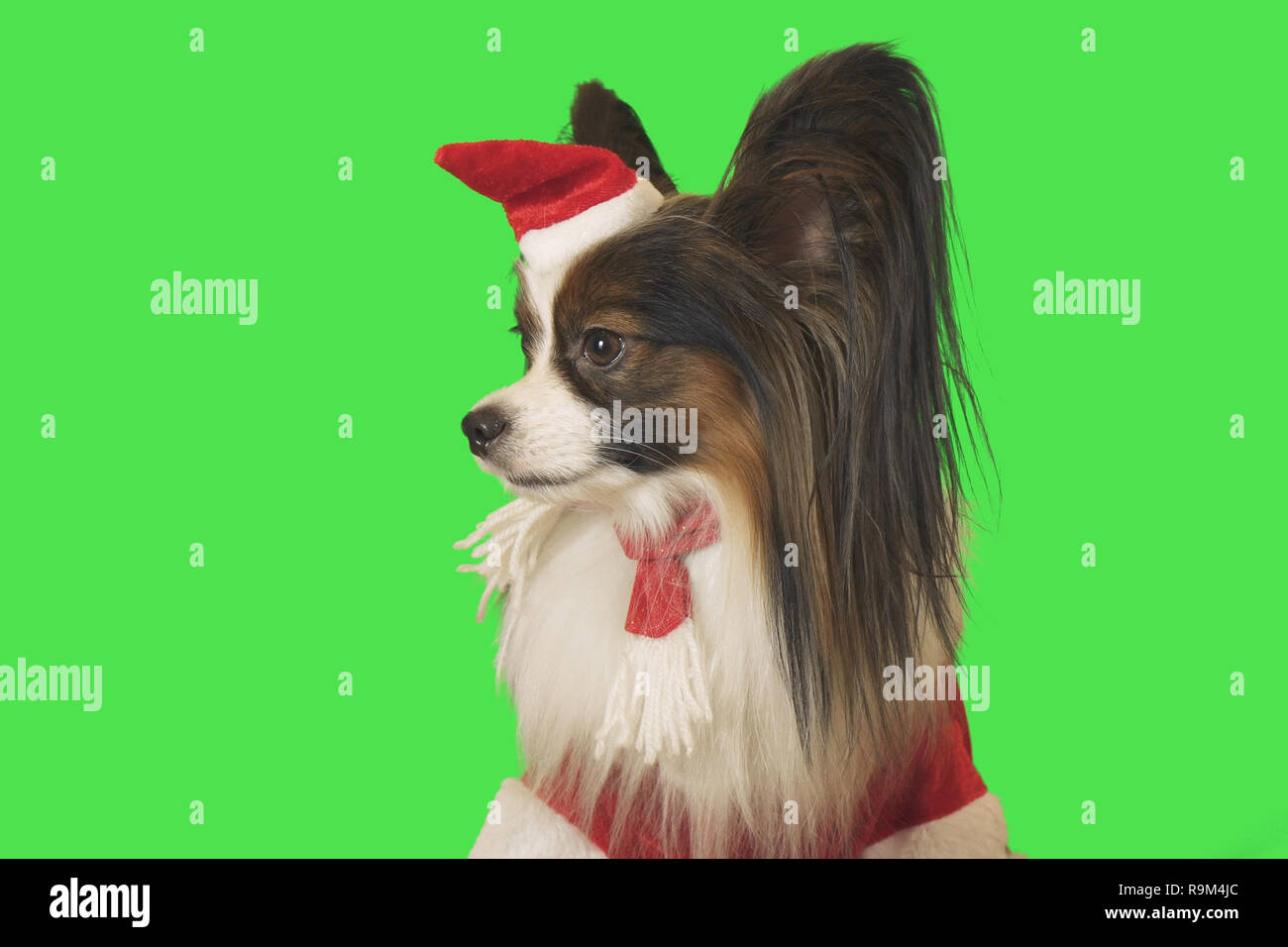 Beautiful dog Papillon in Santa Claus costume on green background Stock Photo