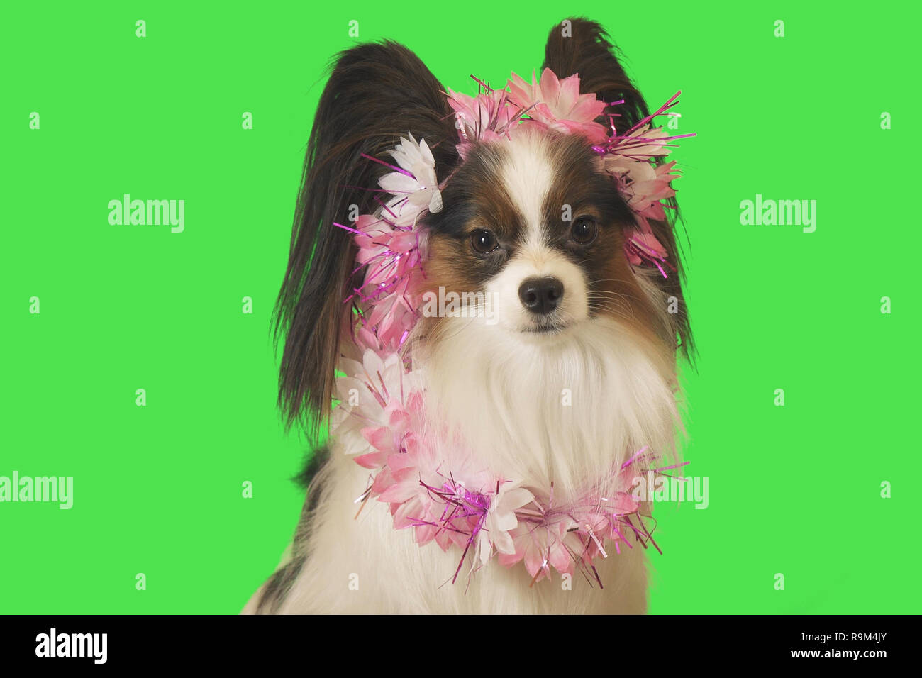 Beautiful dog Papillon in garland of flowers on green background Stock Photo