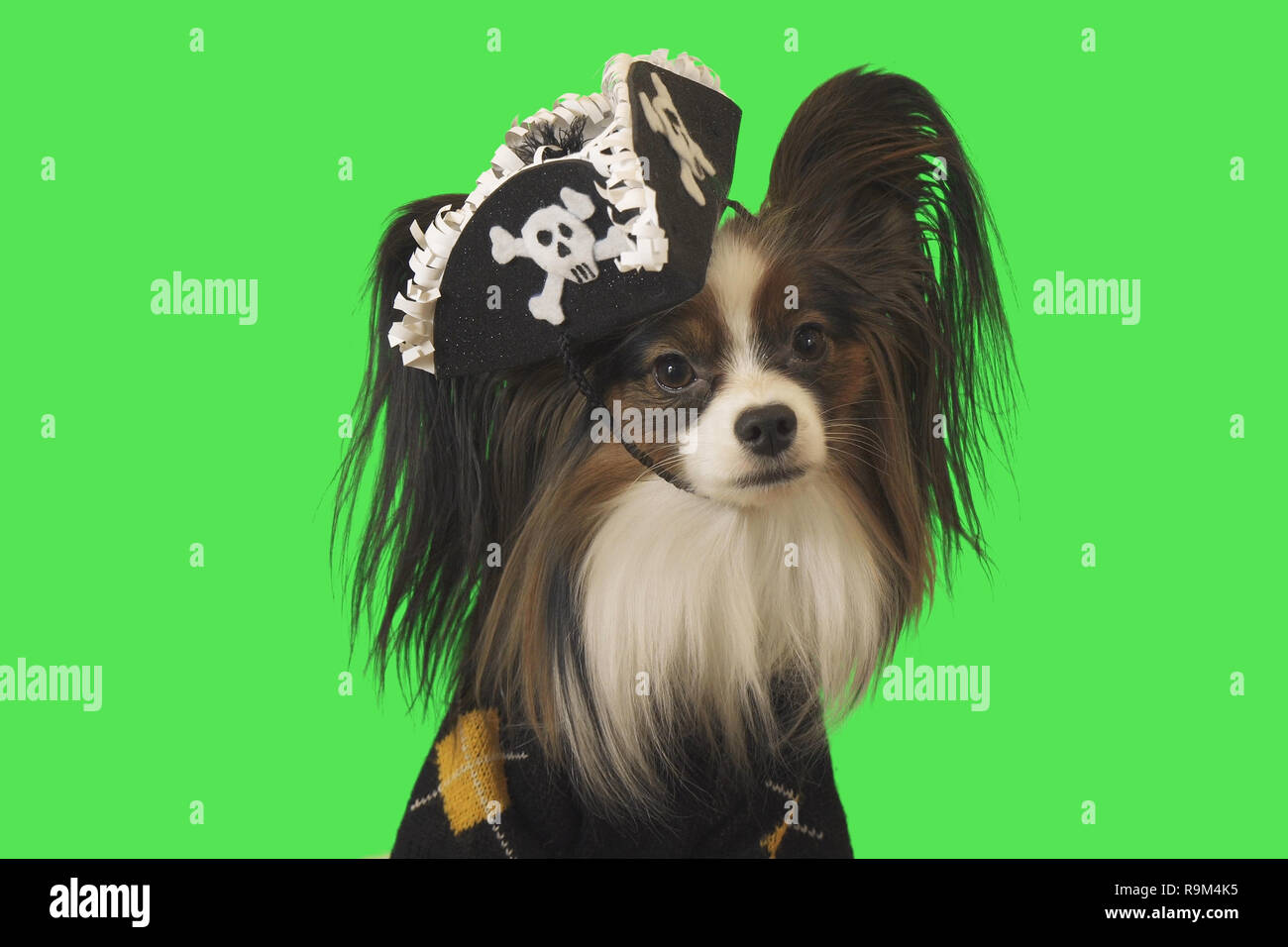 Beautiful dog Papillon in pirate costume on green background Stock Photo