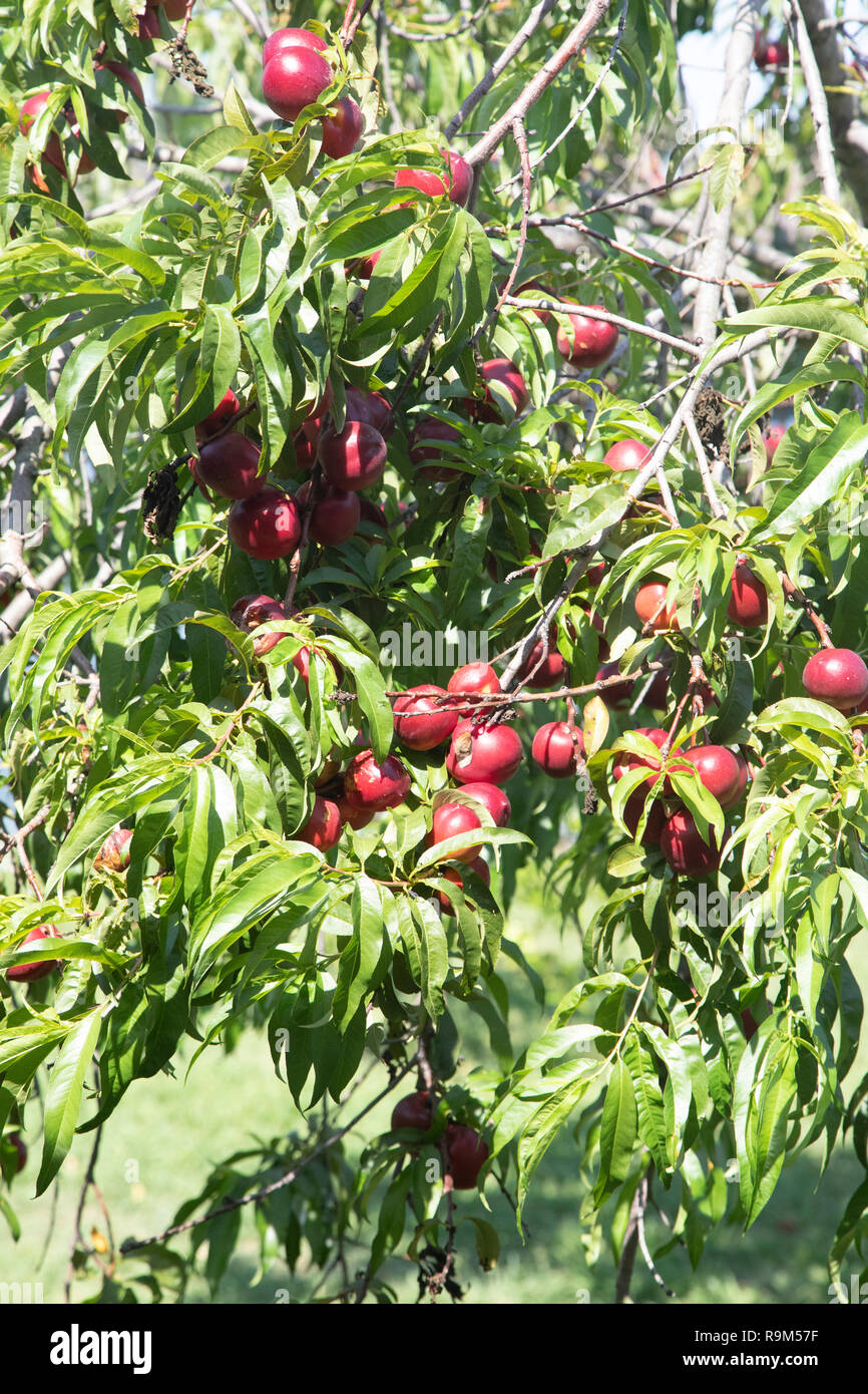Nectarine Tree High Resolution Stock Photography and Images Alamy