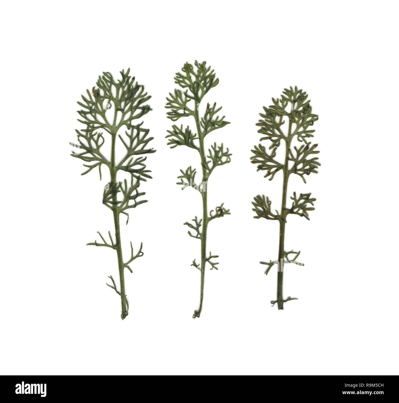 Dill. Fennel. Herbarium. Dried herbs. Composition of the grass on a