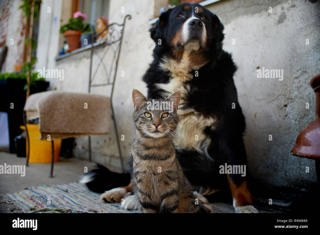 Bernese Mountain Dog With A Cat Stock Photo 229712243 Alamy