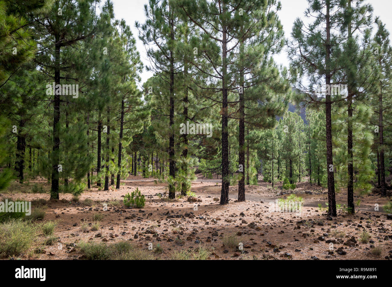 Cone forest at Chinyero circular trekking route. Canary islands, Tenerife,  Spain Stock Photo - Alamy