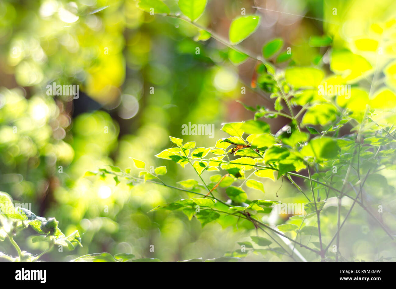 nature green bokeh light background Stock Photo - Alamy