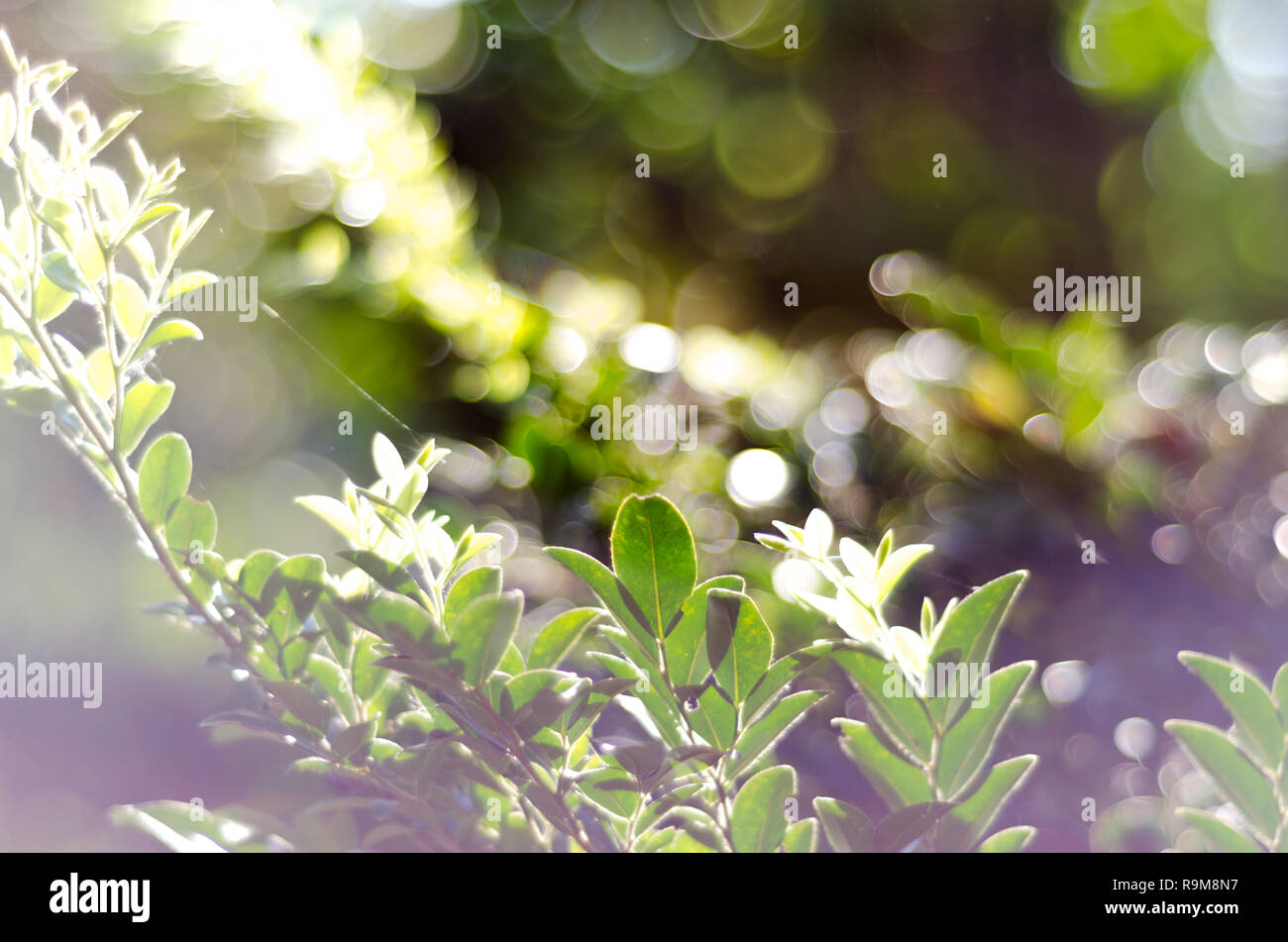 nature green bokeh light background Stock Photo - Alamy