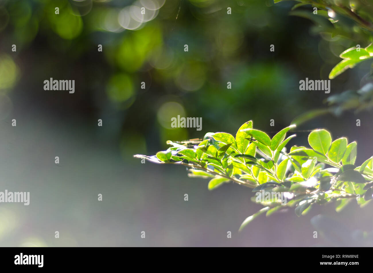nature green bokeh light background Stock Photo - Alamy