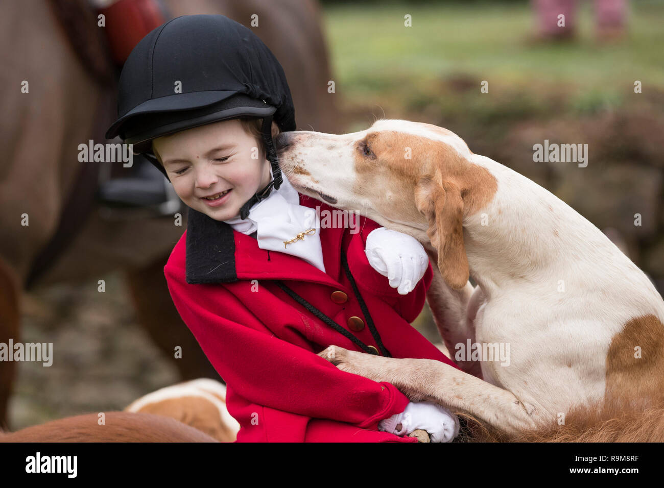 Henley Mills, 5, is sniffed by a hound as members of the Albrighton & Woodland Hunt gather at Hagley Hall near Stourbidge in the West Midlands for the Boxing Day hunt. Stock Photo