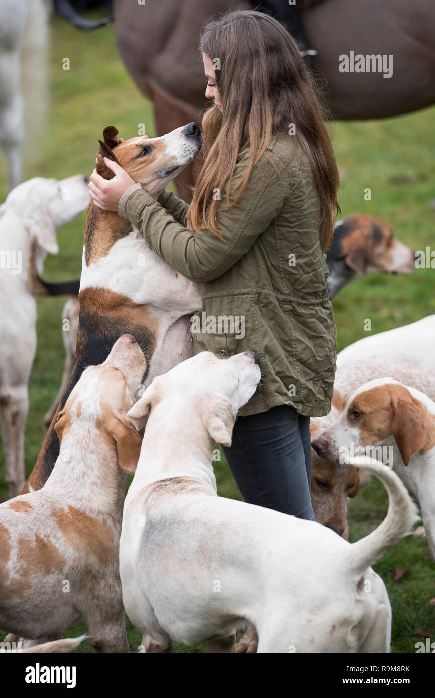 A girl plays with a hound as members of the Albrighton & Woodland Hunt gather at Hagley Hall near Stourbidge in the West Midlands for the Boxing Day hunt. Stock Photo
