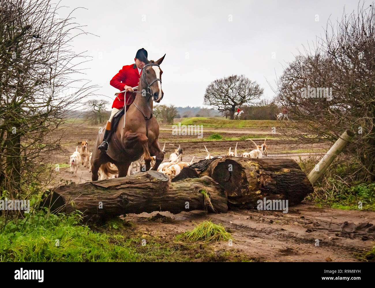 Members of the Grove and Rufford Hunt, formed in 1952, near Bawtry in South Yorkshire as hundreds of packs across the country meet for traditional Boxing Day hunts. Stock Photo