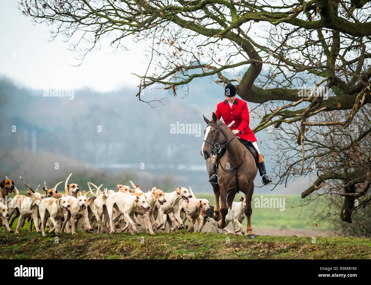 Members of the Grove and Rufford Hunt, formed in 1952, near Bawtry in South Yorkshire as hundreds of packs across the country meet for traditional Boxing Day hunts. Stock Photo