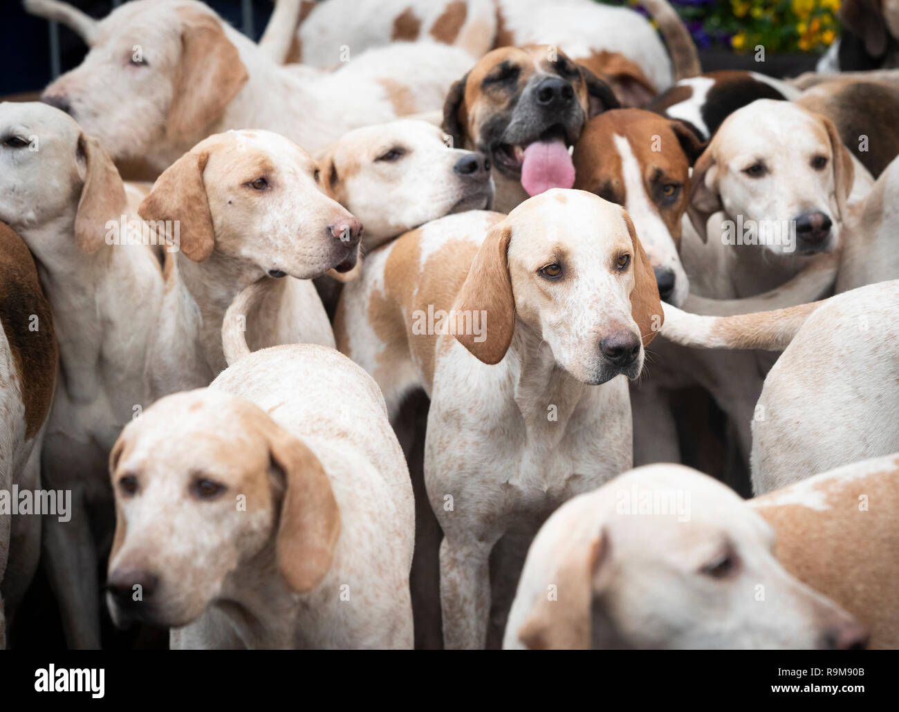 Hounds wait before the Grove and Rufford Hunt, formed in 1952, sets off from Bawtry in South Yorkshire as hundreds of packs across the country meet for traditional Boxing Day hunts. Stock Photo