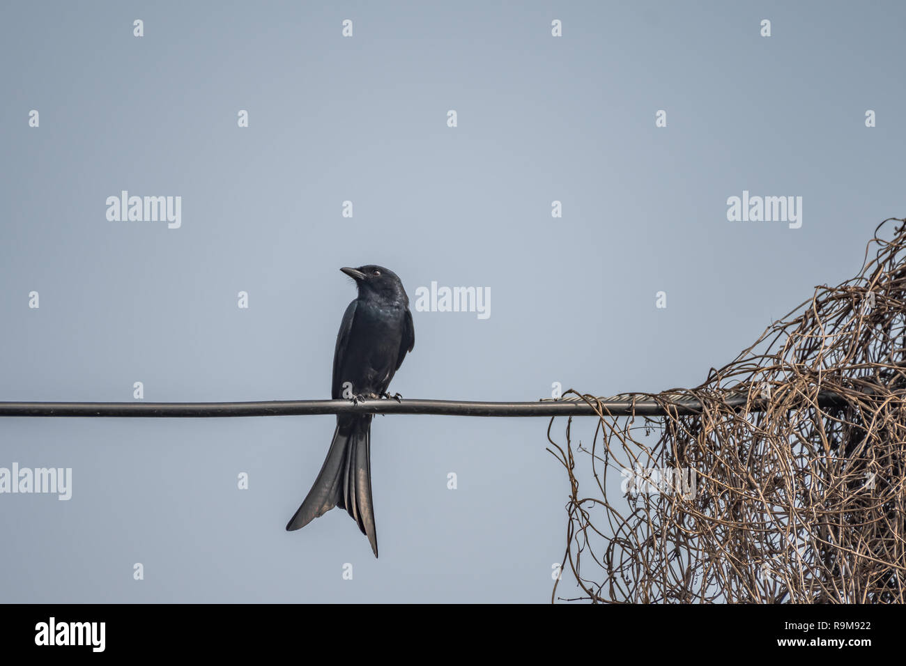 Black Drongo [Dicrurus macrocercus] ready for insect hunting Stock Photo