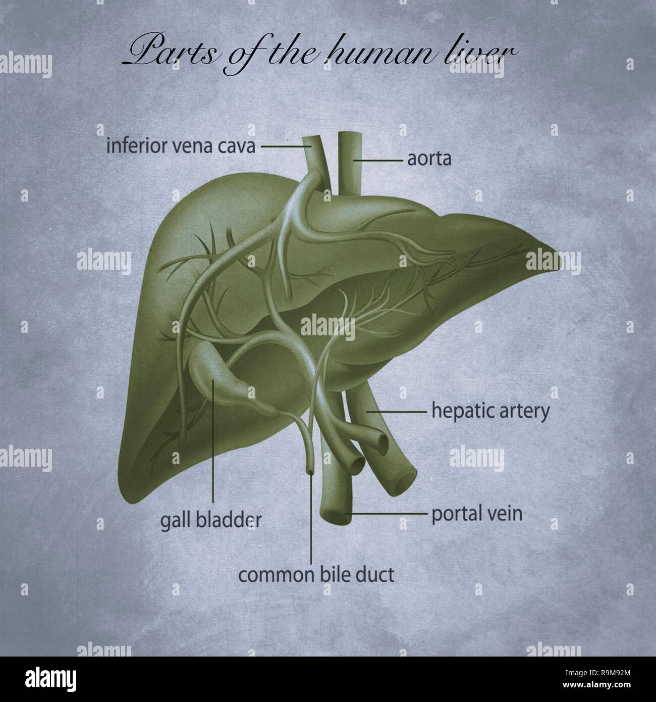 Parts of the human liver, medicine and education Stock Photo