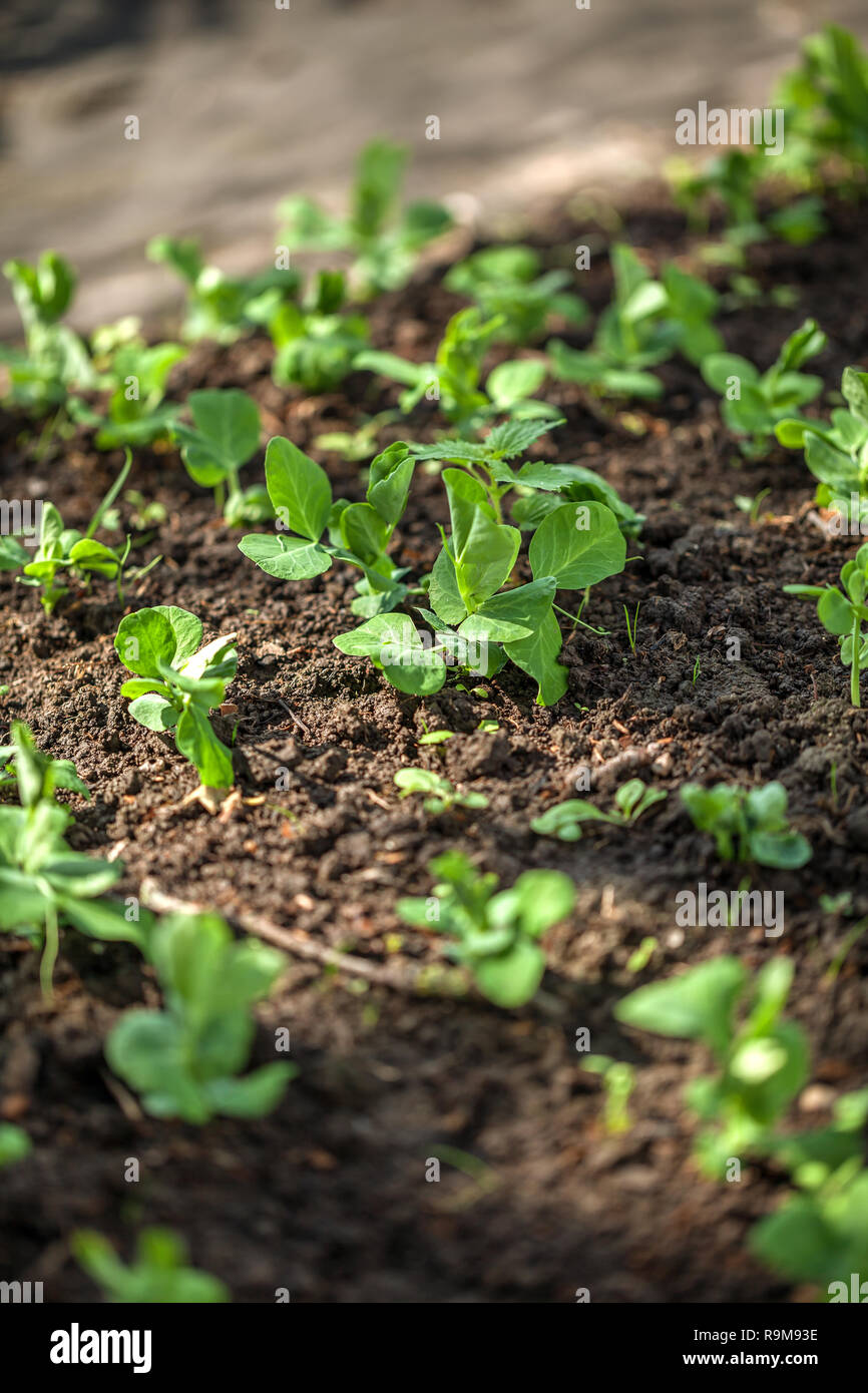 Young green peas on the field in a garden. Stock Photo