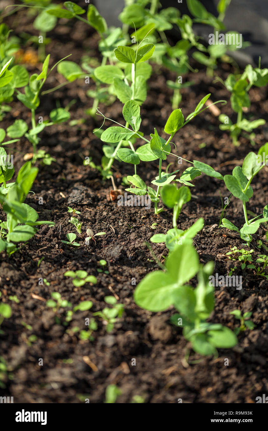 Young green peas on the field in a garden. Stock Photo