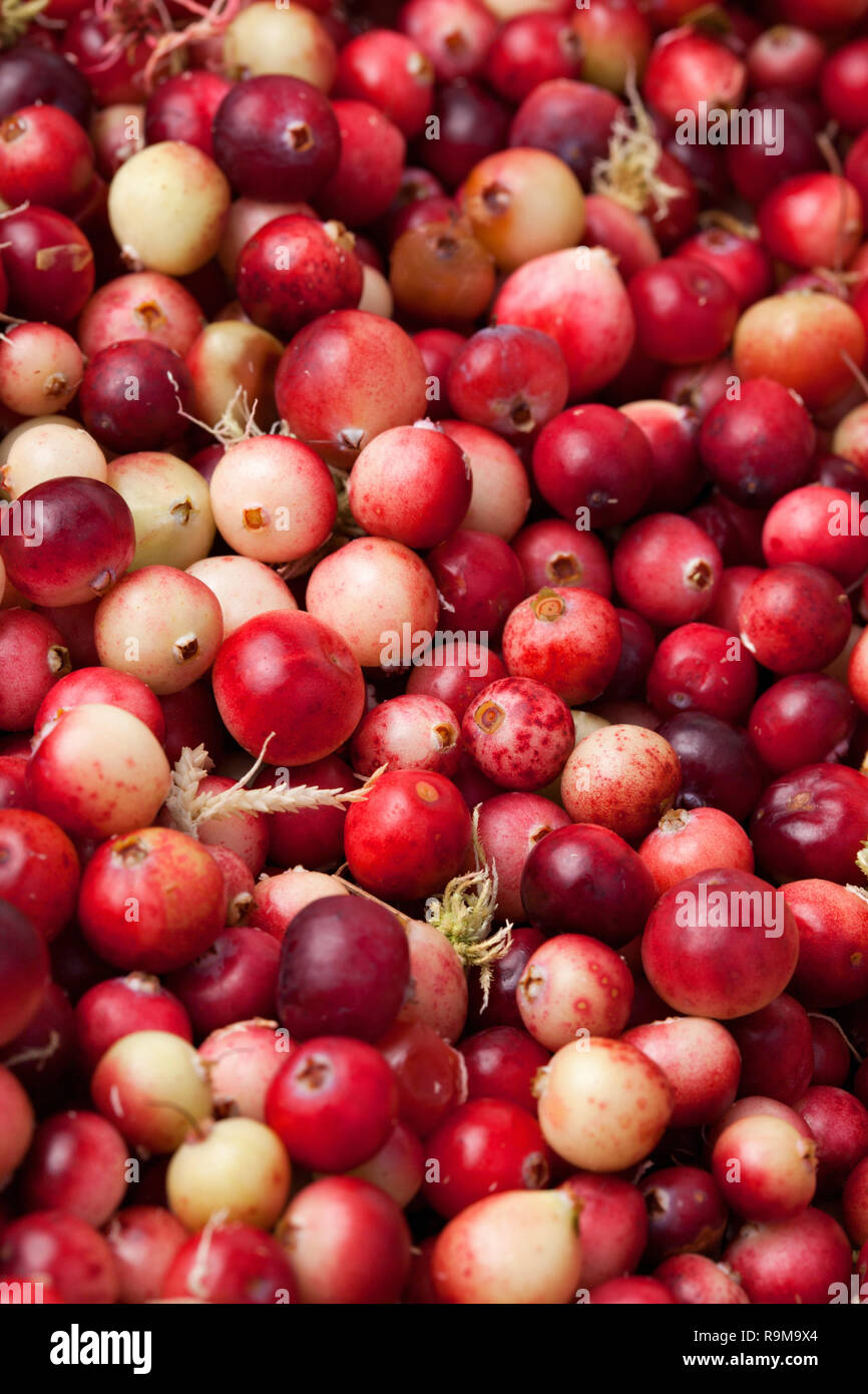 Background image of fresh tasty cranberries texture Stock Photo
