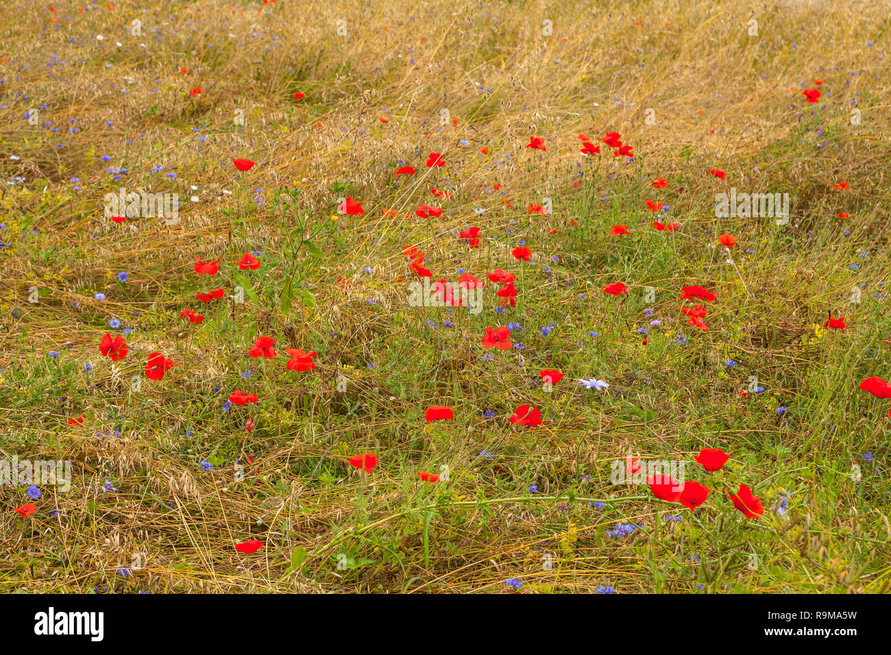 Image of beautiful poppies meadow in the summer time Stock Photo
