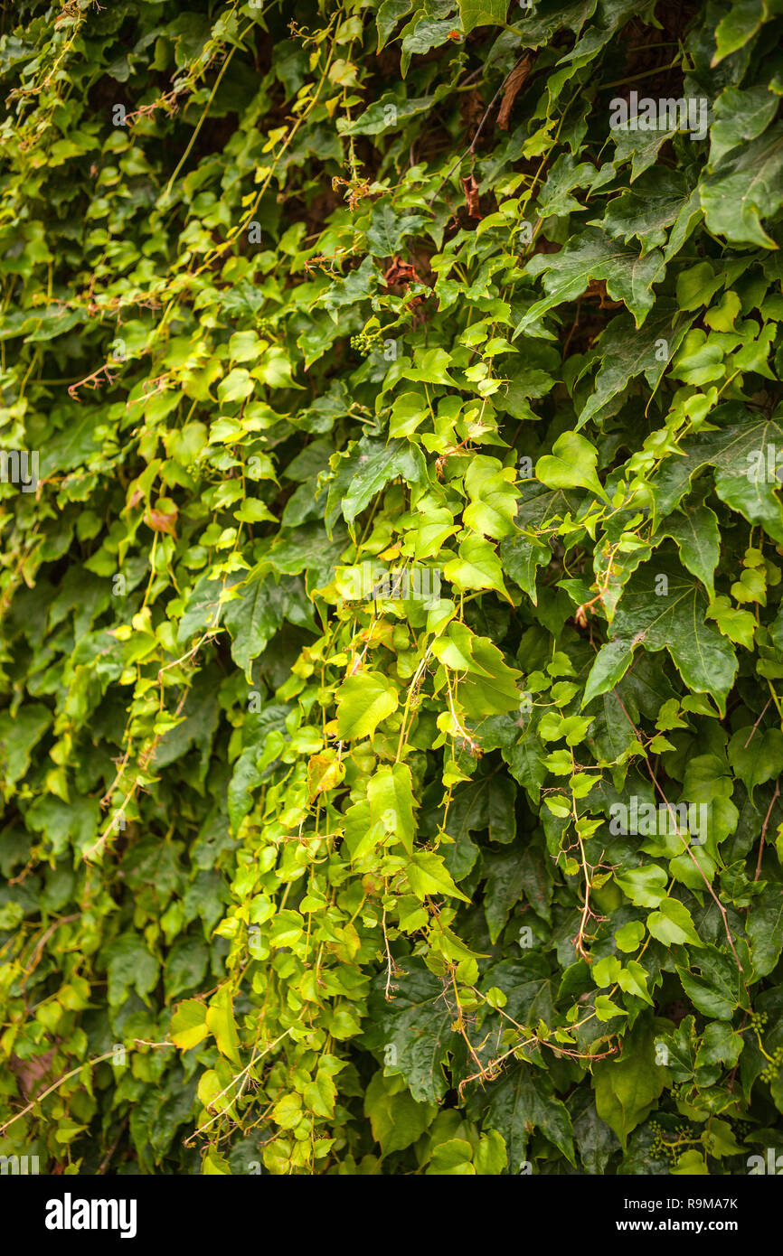 Green creeper or climber plant background. Stock Photo