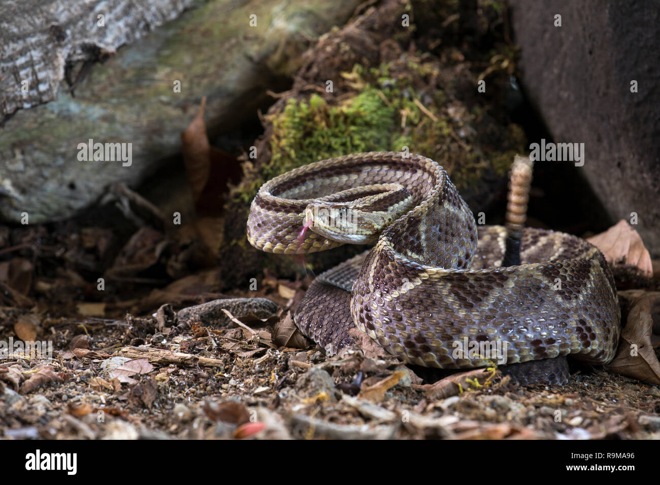 Venomous central American neotropical rattlesnake in Costa Rica Stock Photo
