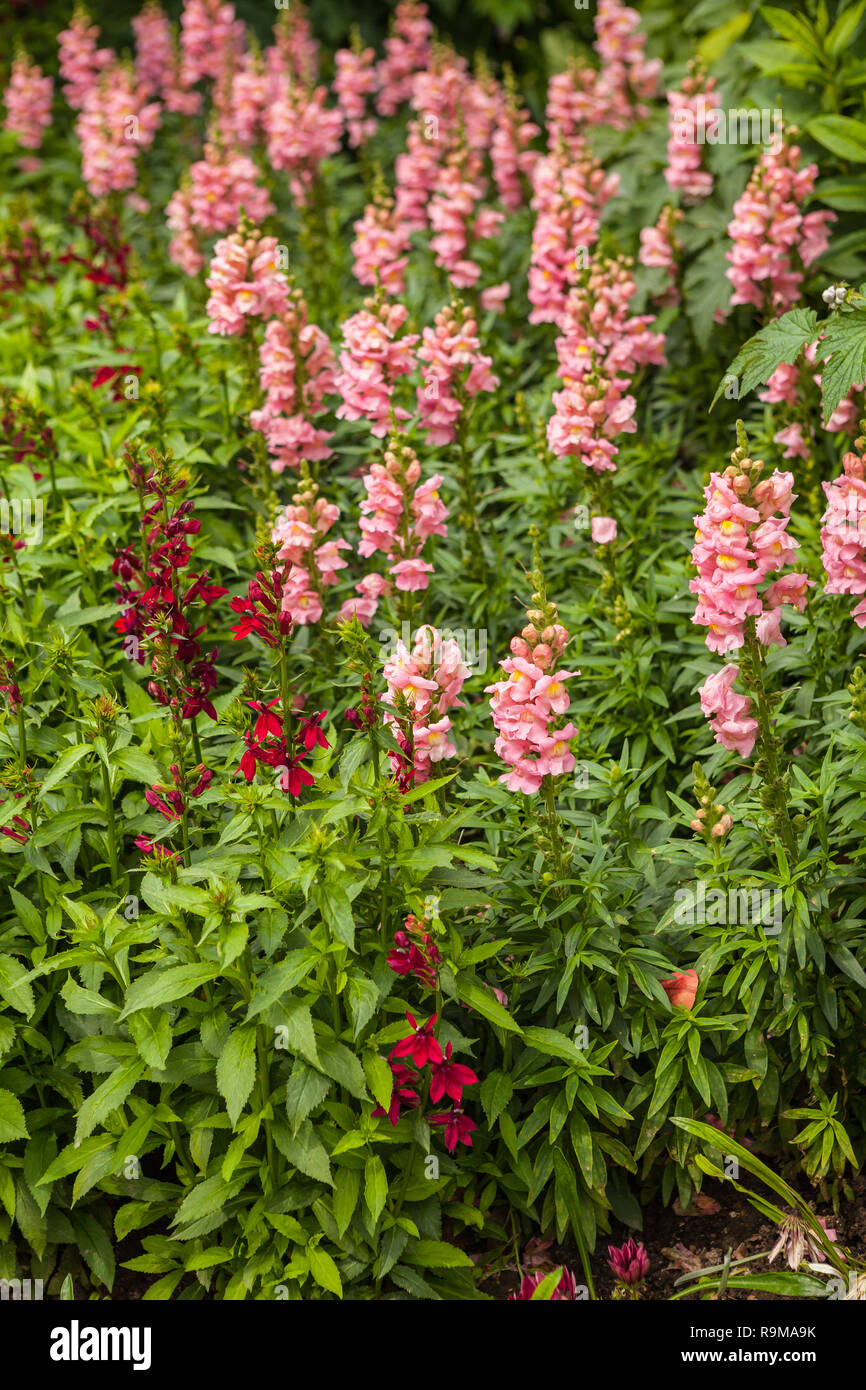 View of the garden in Giverny, France , where Claude Monet lived and created for long years. Blossom of antirrhinum or dragon flowers. Stock Photo