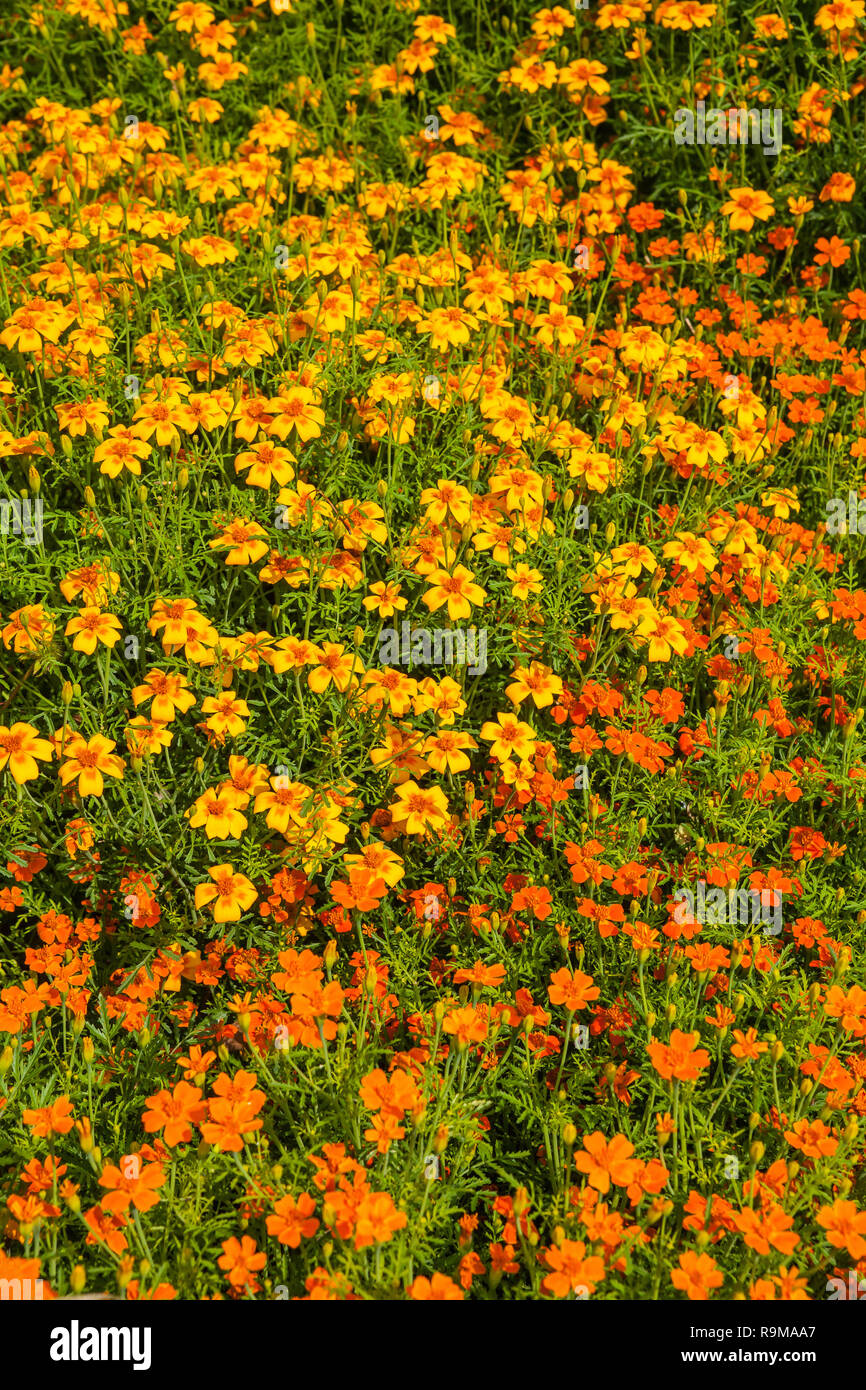 Image of French Marigold ( Tagetes patula ) in the summer garden Stock Photo