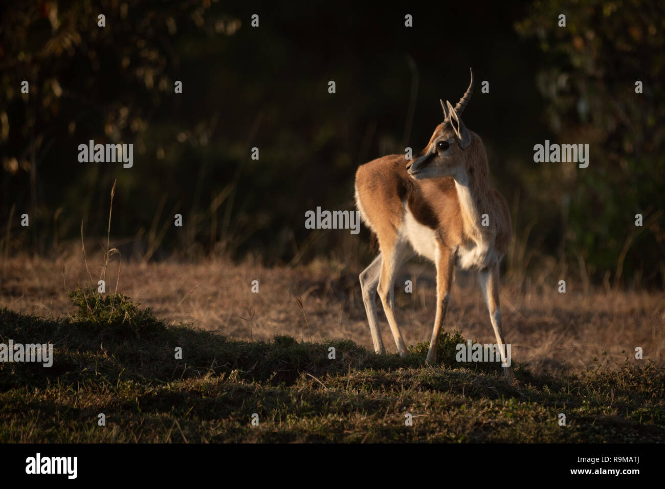 Thomson gazelle stands in savannah with catchlight Stock Photo - Alamy