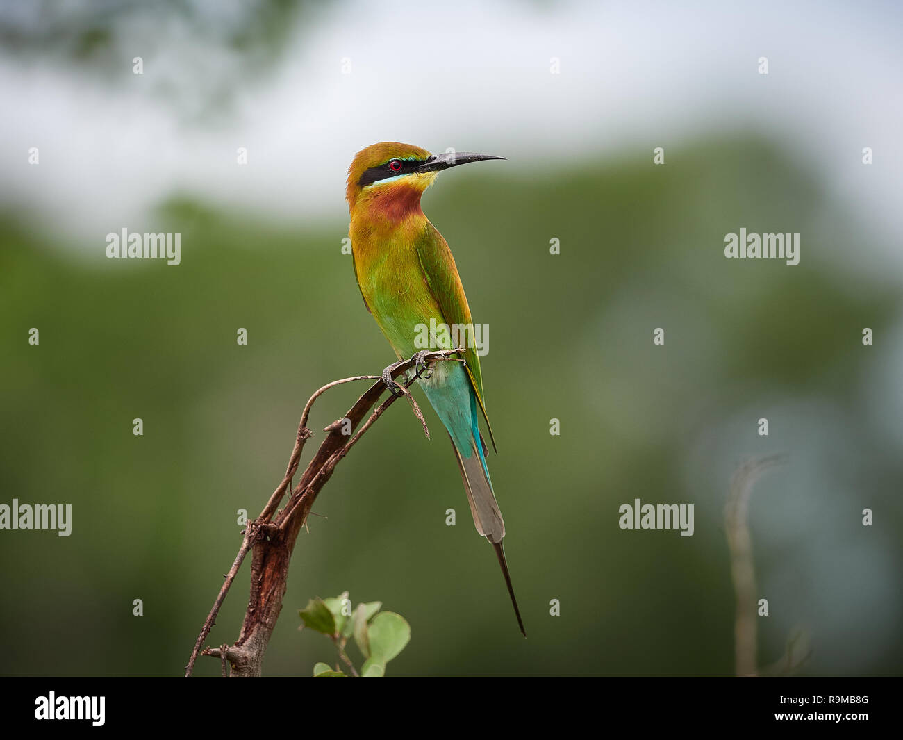 Blue-tailed bee-eater, Udawalawe, Sri Lanka Stock Photo