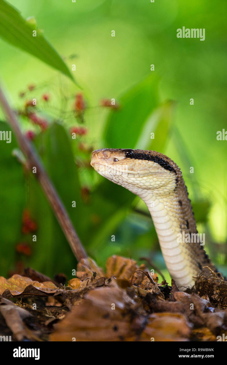 Bushmaster snake in Costa Rica Stock Photo