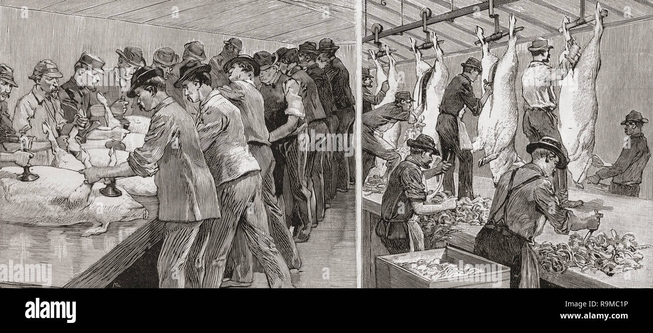 Two scenes from a slaughterhouse in Chicago, United States of America in 1892. The external and internal cleaning of the animals.  From La Ilustracion Española y Americana, published 1892. Stock Photo