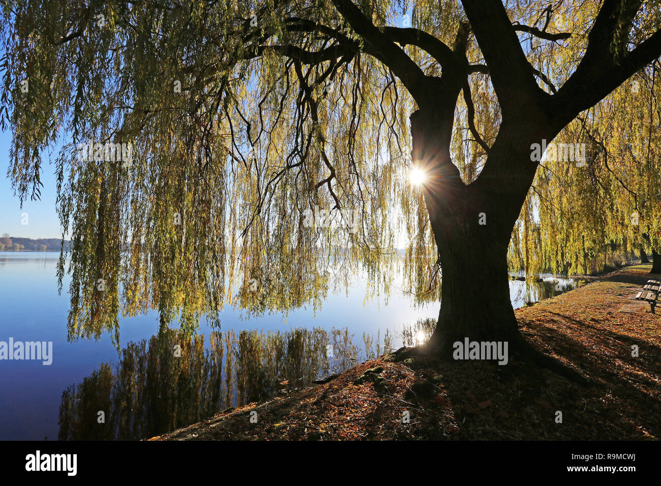 Weeping willow tree and water hi-res stock photography and images - Alamy