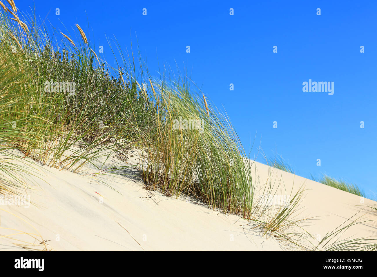 beach grass on a fore dune Stock Photo