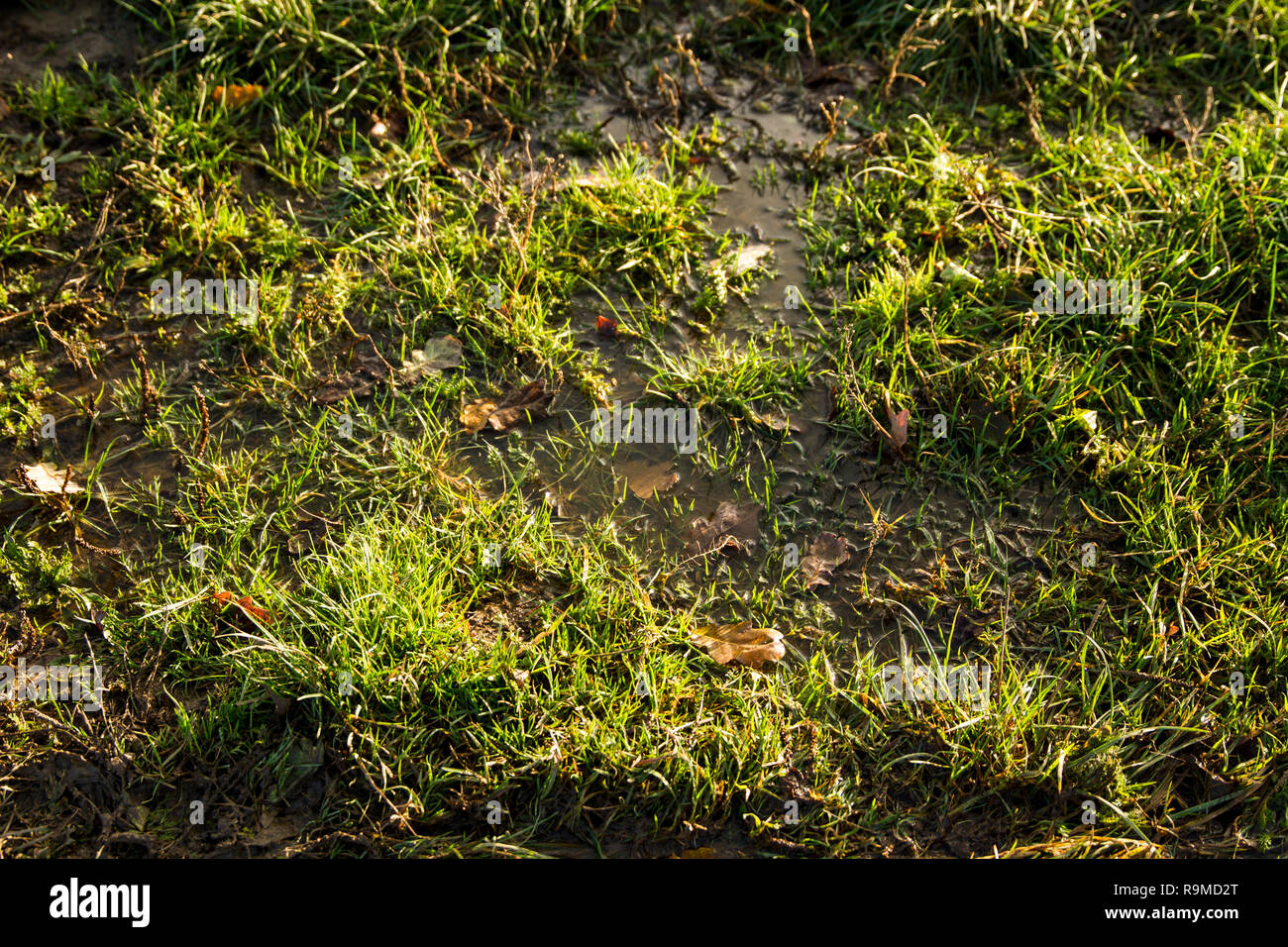 Muddy Grass After Heavy Rains Stock Photo