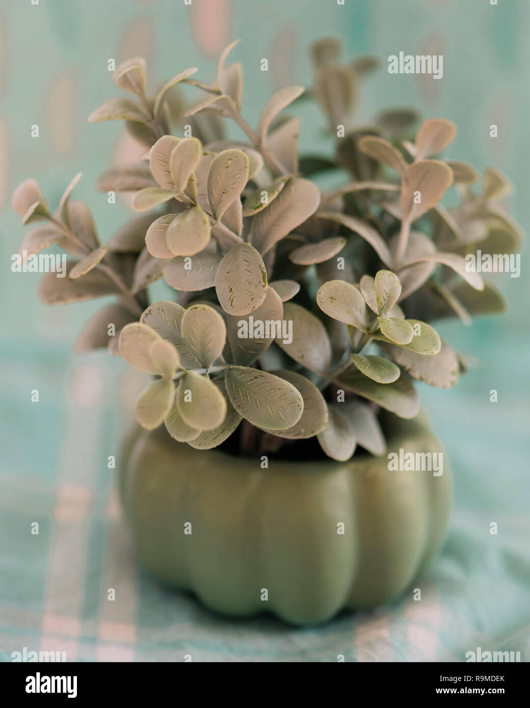 Succulent in a green planter Stock Photo - Alamy