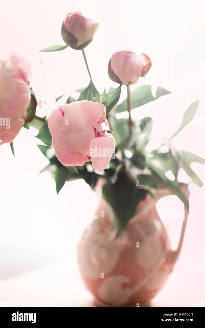 In bloom pink peony on a white background. Stock Photo