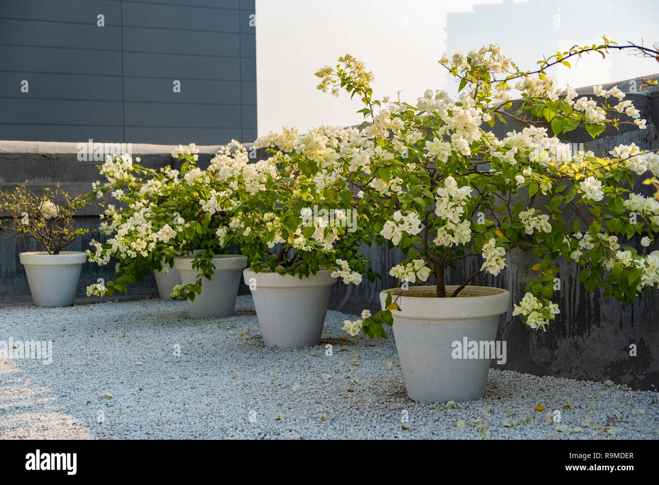 White Bougainvillea plant Stock Photo Alamy
