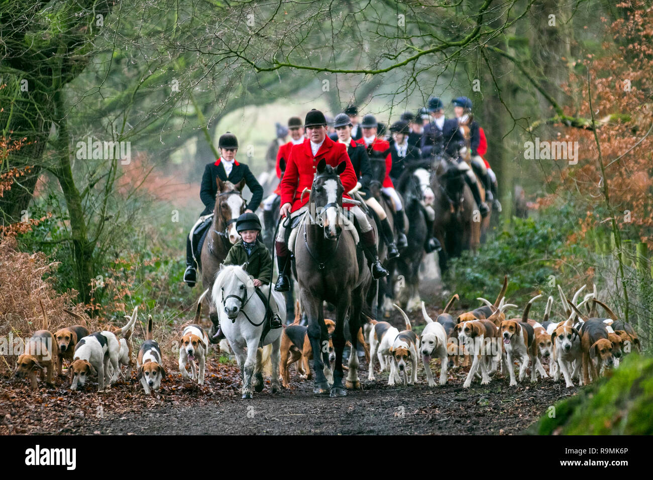 FOX HUNTING BEAGLES HORSES HOUR OF MEETING DOGS HUNT