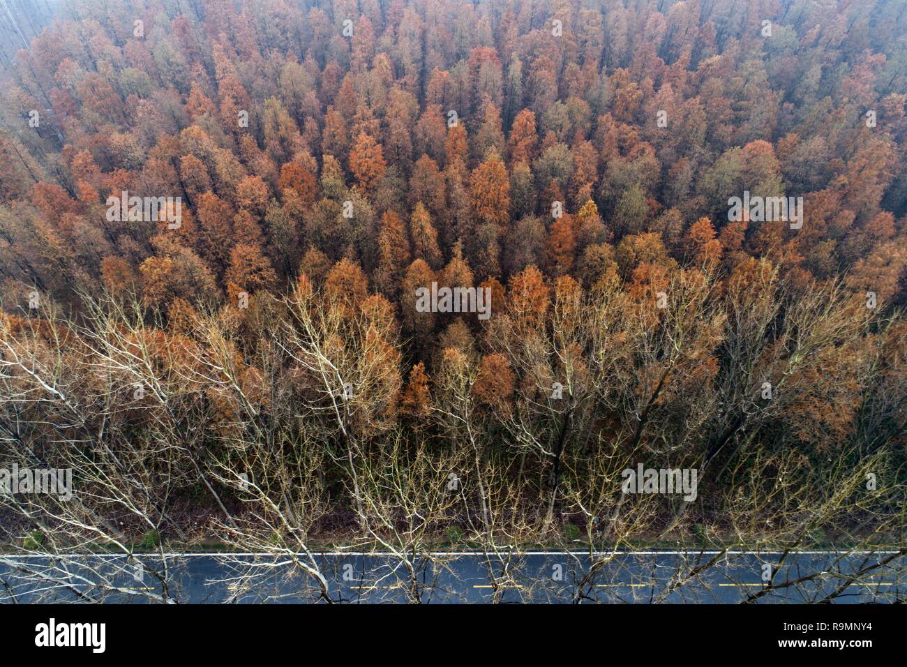 Dawn redwood china hires stock photography and images Alamy
